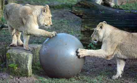CotsWildTweets's tweet photo. All cats like to play! #Lions @ZooWizards #BigCats #WizardBall https://t.co/I0gYObrAY4