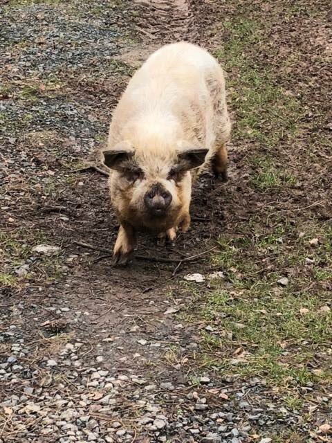 curlytailspigs's tweet photo. **❤️🐷**
YOU’VE SAVED THEM!
**Thank you Thank you Thank you**
I’m so overwhelmed by all your kindness, help and care for these two beautiful Kunes.
You have donated enough, in 12 hours,  to build them their forever house and pen which means I can get them to the Sanctuary. https://t.co/0HqREGDcsK