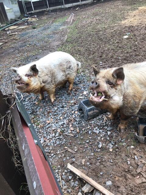 curlytailspigs's tweet photo. **❤️🐷**
YOU’VE SAVED THEM!
**Thank you Thank you Thank you**
I’m so overwhelmed by all your kindness, help and care for these two beautiful Kunes.
You have donated enough, in 12 hours,  to build them their forever house and pen which means I can get them to the Sanctuary. https://t.co/0HqREGDcsK
