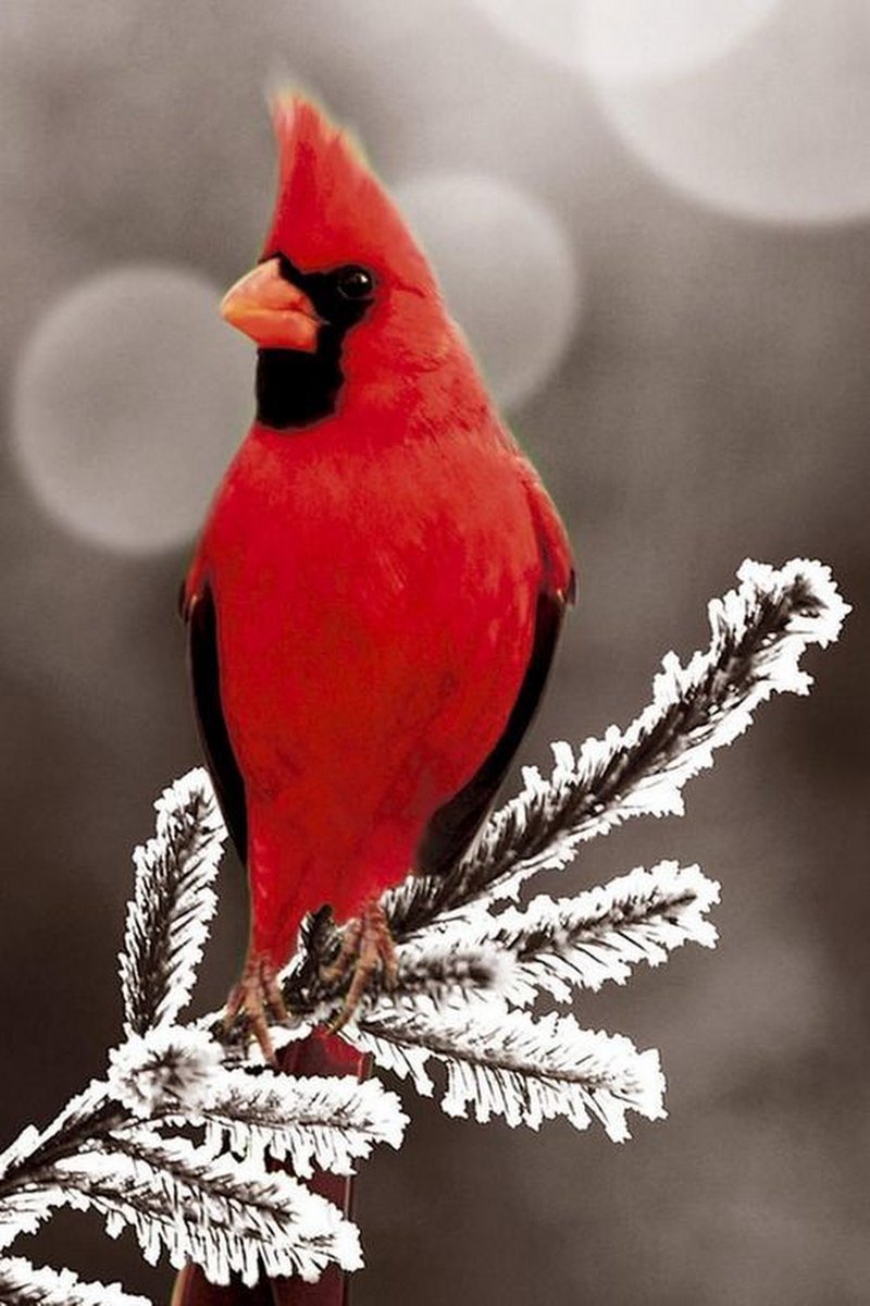 kestrel1177's tweet photo. Hope the New Year brings you much joy! https://t.co/8SFfFPytBa