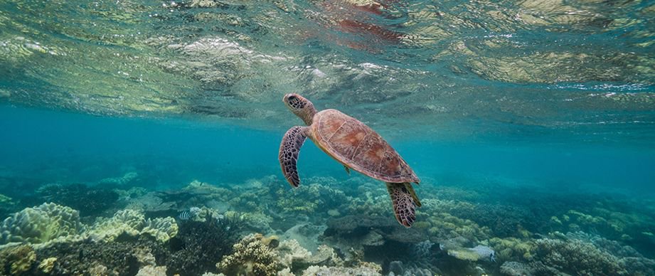courtystelt's tweet photo. Time to book another trip to #Cairns to visit my friends at @SunloverCruises I think... read about the first time on my blog - https://t.co/w6mJW9aBmo
#VisitQueensland #ThisIsQueensland #TurtleTime #MooreReef https://t.co/CeFy3udbry