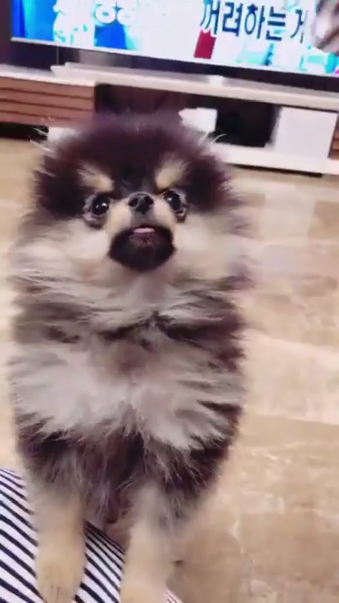 jungshook_58's tweet photo. Why does Yeontan look like Insectosaurus from MVA
#taehyung #yeontan #cutepuppy #puppy #insectosaurus #monstersvsaliens https://t.co/ODSLOacT1O