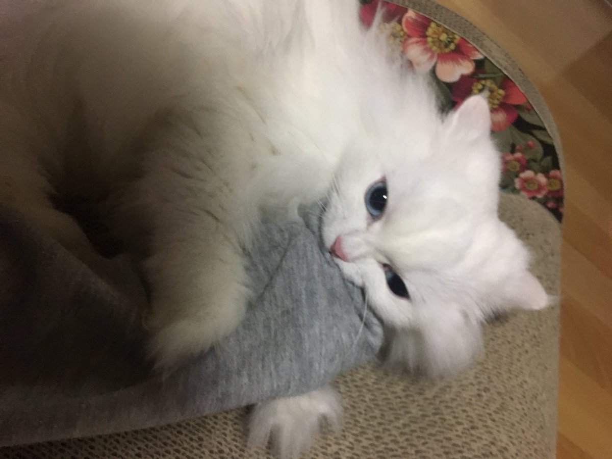 용맹하네
