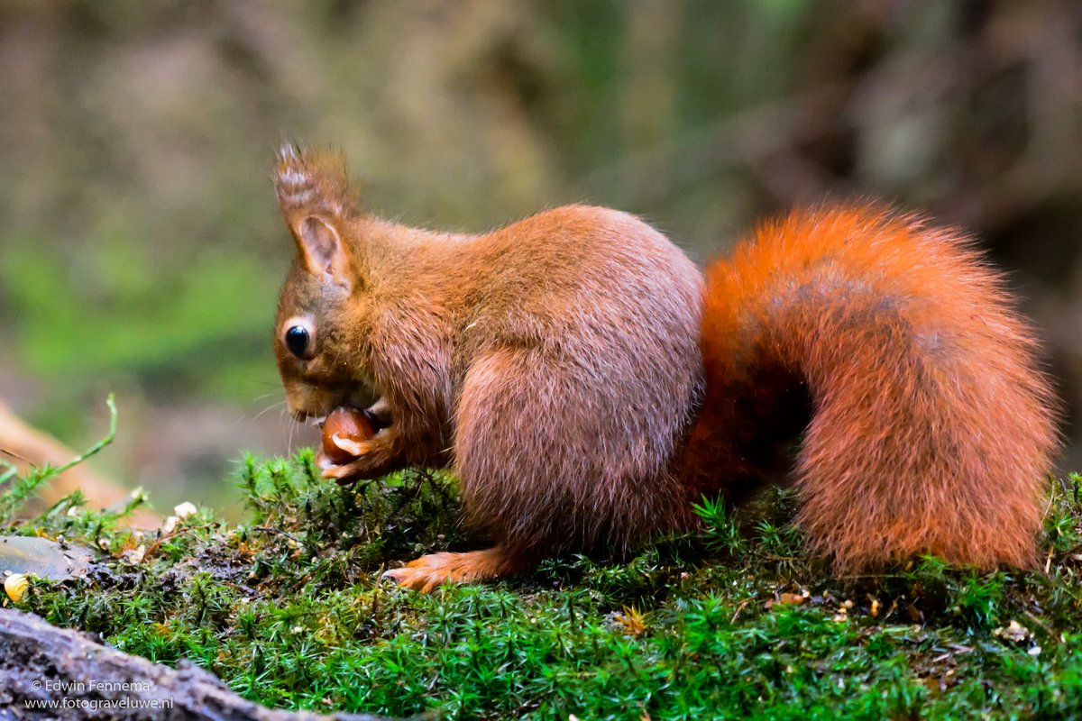 Fotograveluwe.nl (@fotograveluwenl) on Twitter photo Al weer veel te lang geleden dat ik hier iets gepost heb. Vandaag de #eekhoorn voor de lens gehad. Wat een geweldig leuk diertje is dit zeg. @mjphotonl <a href="/Bpmfotografie/">BPMfotografie Breda</a> <a href="/NatuurKiek/">Ronald O</a> <a href="/OnzeVeluwe/">Onze Veluwe</a> Al weer veel te lang geleden dat ik hier iets gepost heb. Vandaag de #eekhoorn voor de lens gehad. Wat een geweldig leuk diertje is dit zeg. @mjphotonl <a href="/Bpmfotografie/">BPMfotografie Breda</a> <a href="/NatuurKiek/">Ronald O</a> <a href="/OnzeVeluwe/">Onze Veluwe</a>