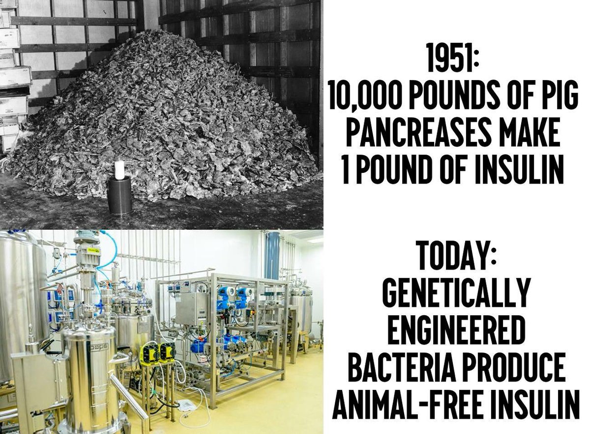 naturaambiental's tweet photo. 1951: 10.000 libras (casi 5 toneladas de kg) de páncreas de cerdos 🐷 para elaborar 1 libra (poco menos de 3 kg) de insulina para los diabéticos. Hoy: por la ingeniería genética las bacterias producen insulina sin “tocar” un 🐖. Negar la #ciencia y #biotecnología es cavernario. https://t.co/HzoiNgbW84