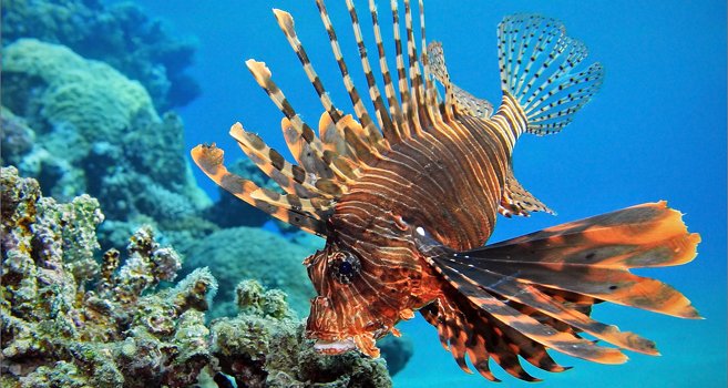 Taucher.de tweet media