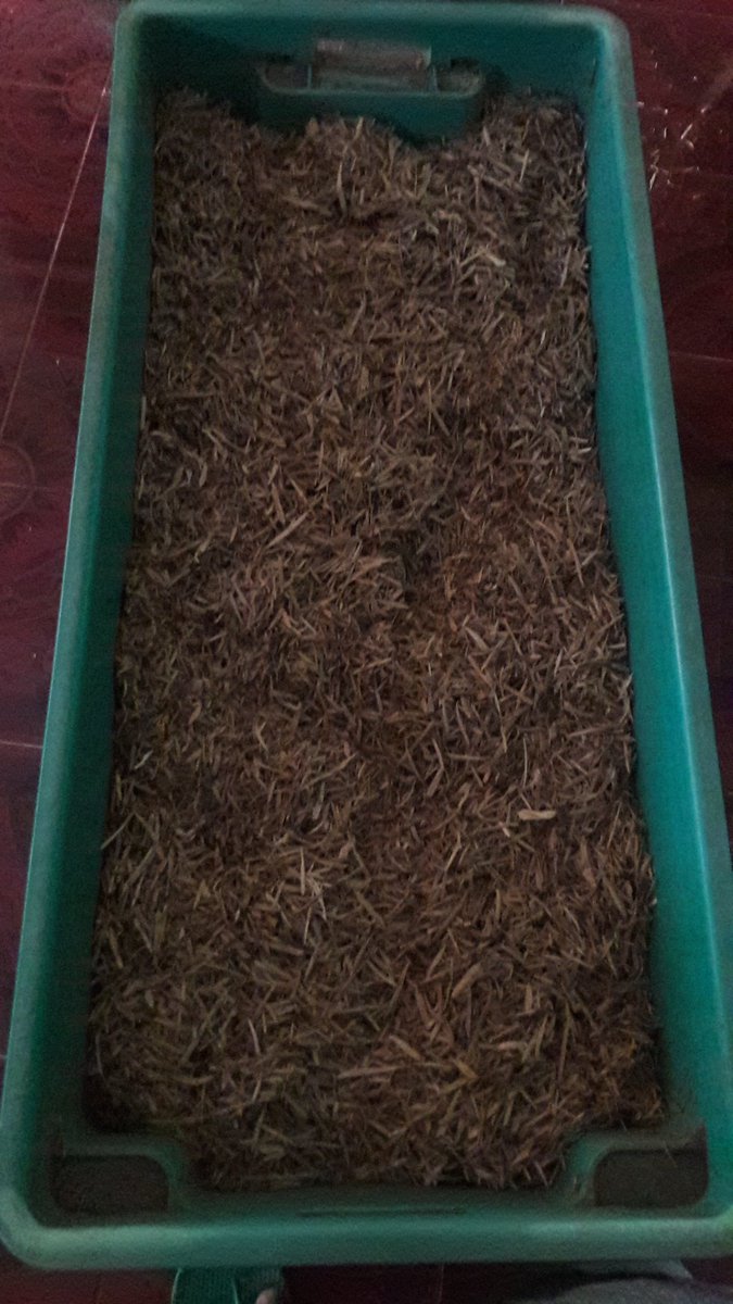 OudDaranante's tweet photo. aceh dust... ready now to make oil..😎😎😍😍😍 https://t.co/tm3BhyvVie