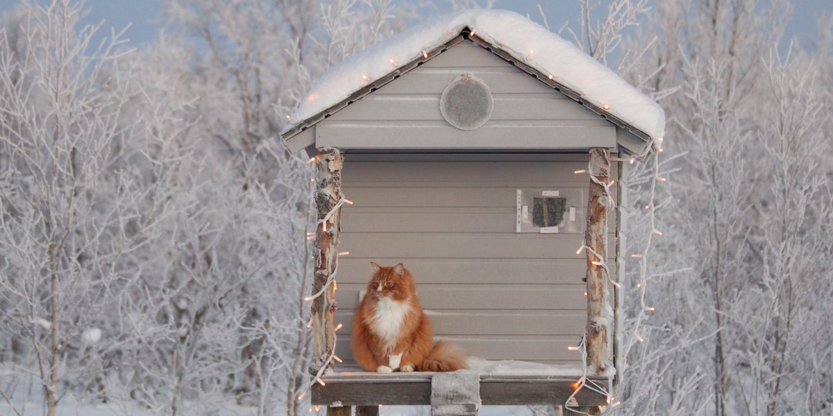 This is Gizmo’s aurora alert service. To all you northern skywatchers, we are having a #geocatneticstorm Good chances to see the pretty green lights tonight🌌