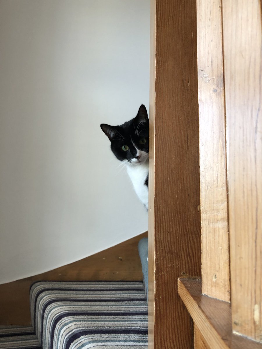 DevonCowlsy's tweet photo. Got told off for chewing cables and trying to look cute to get back in good books #notworking #alwaysderek https://t.co/OJI1BAWxTV