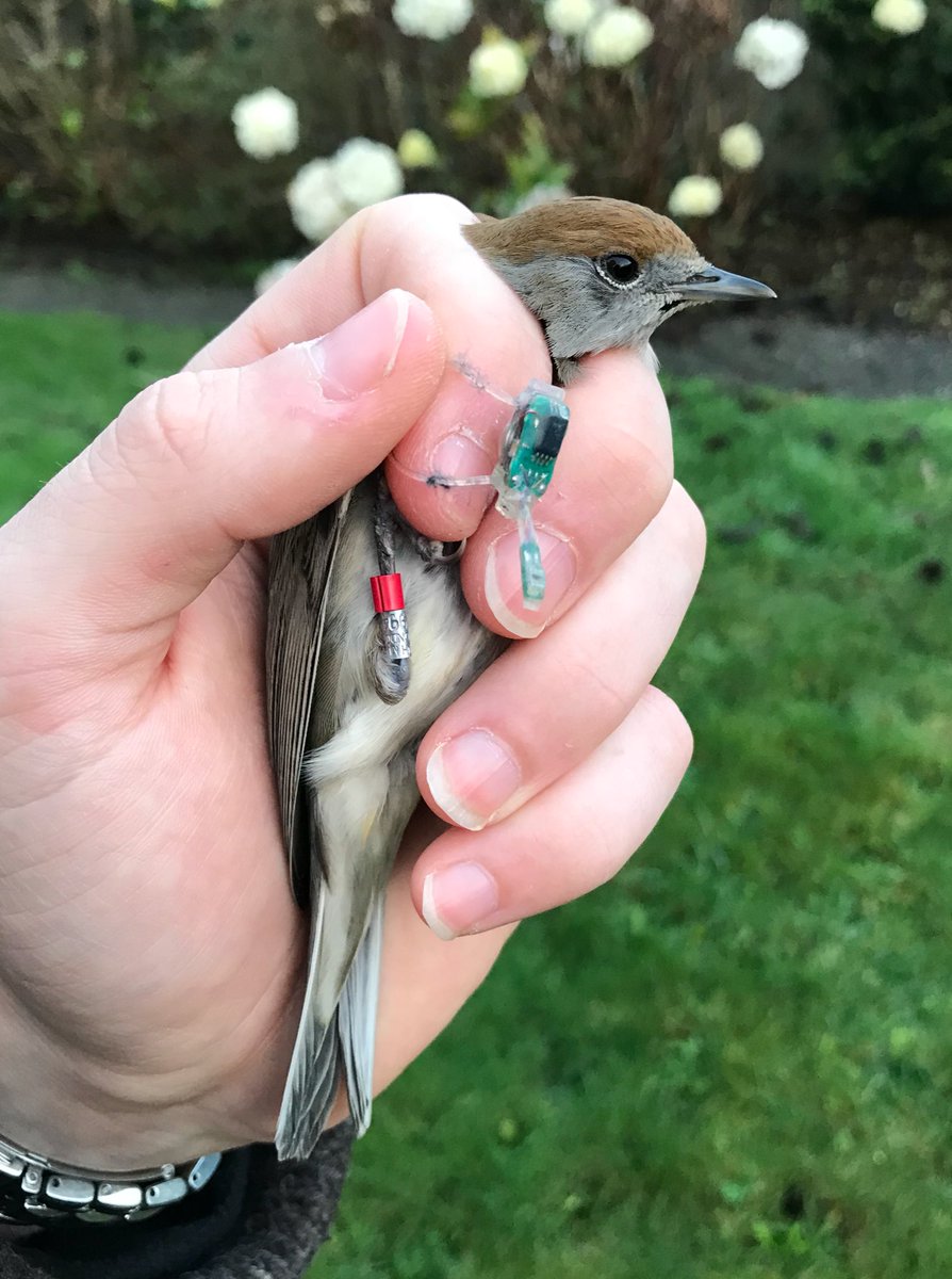 Robbie Phillips tweet media