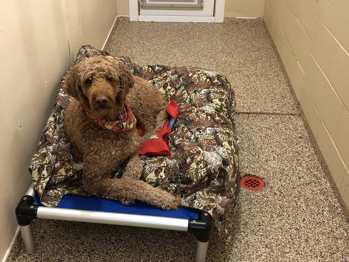 Centre Canin TEG (CCTEG) Twitter