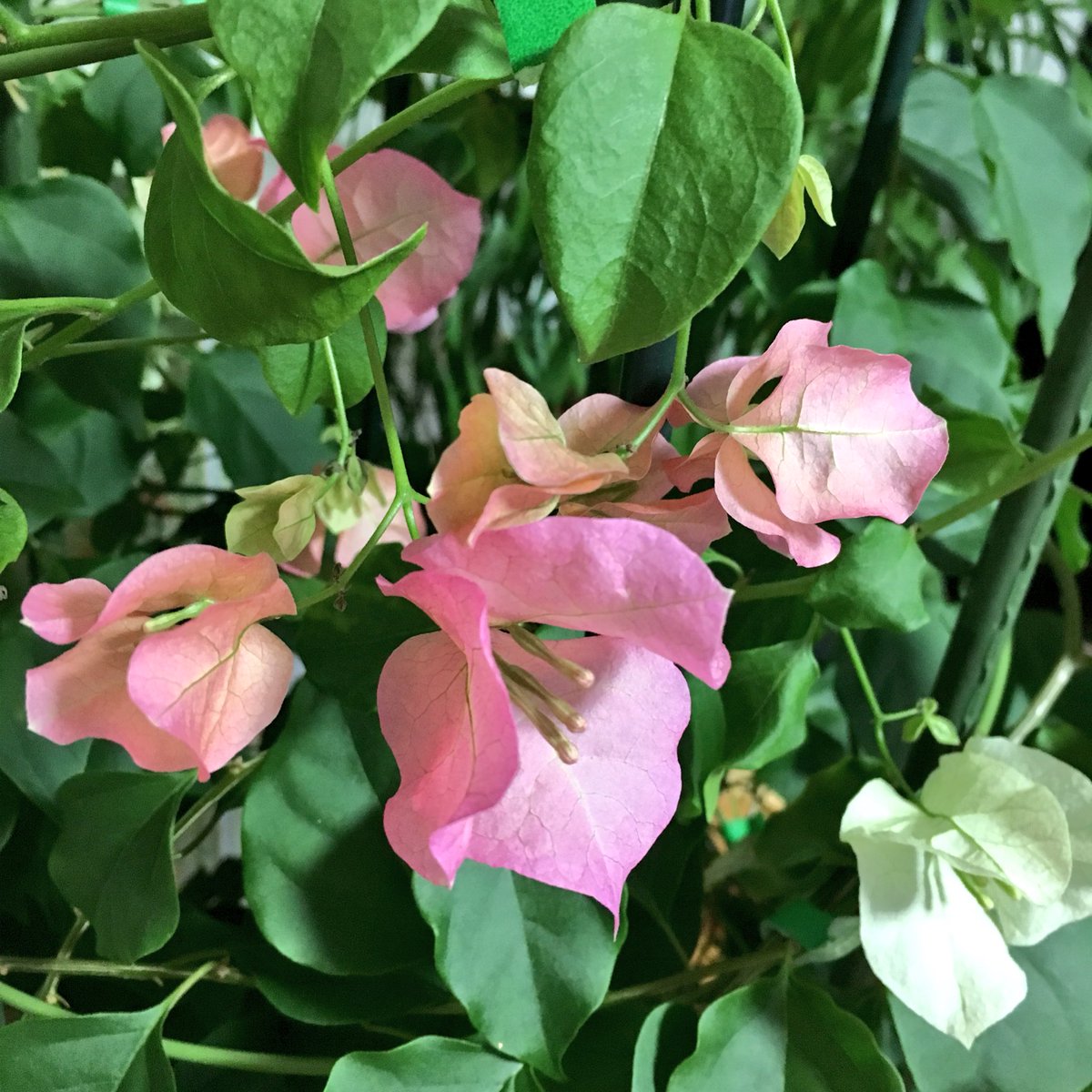 母の日に買ったブーゲンビリア冬でもモリモリ成長するし花もポコポコ咲く つよい 母の日に買ったブーゲンビリア冬でもモリモリ成長するし花もポコポコ咲く つよい
