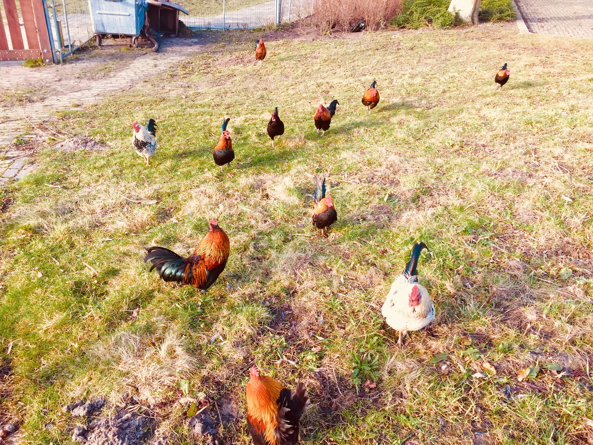 Theses kids a bloody lucky I’m not a fox. #notafox #whatdoesthefoxsay? #chickens