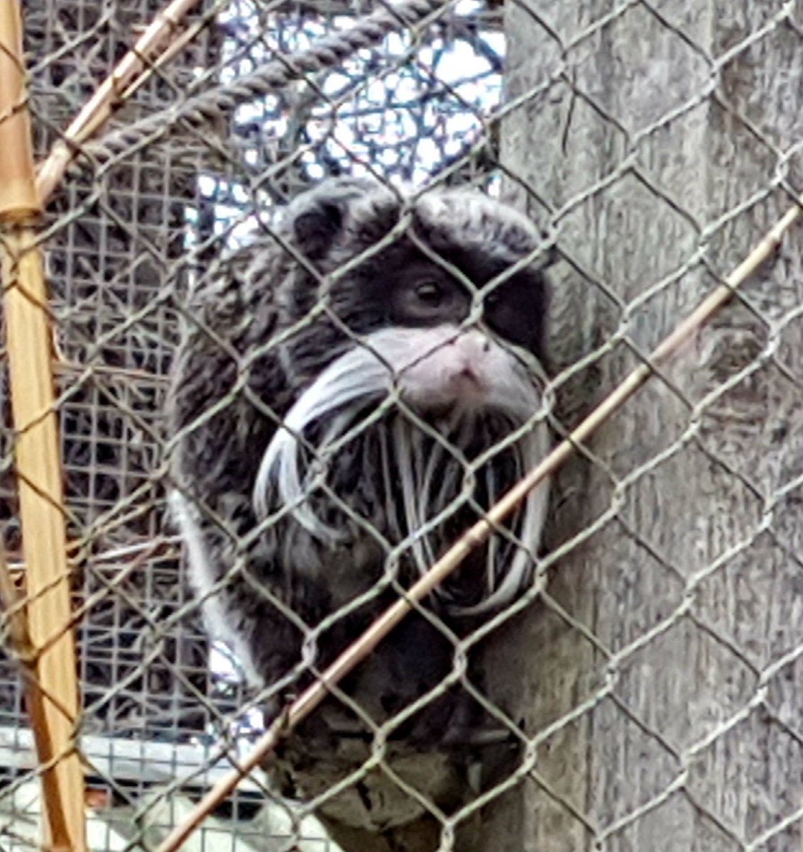 Hanwell Zoo (HanwellZoo) Twitter