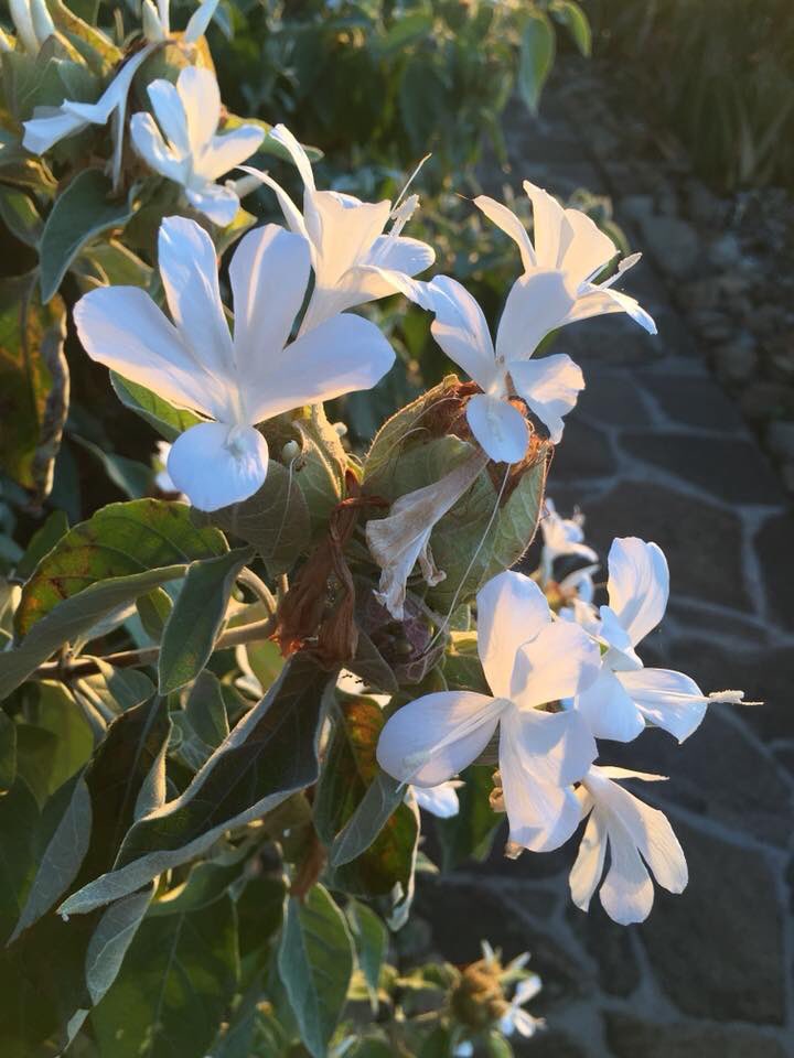 Destination_Zim's tweet photo. Ethereal white Barleria flowers against the rising dawn on the #SaveRiver, and upstream and elephant crossing below the #ChiloGorge #Safari Lodge deck, https://t.co/FRwX1DgR9W  Credit: #LinBarrie #visitZimbabwe https://t.co/JD6ZhllfbH