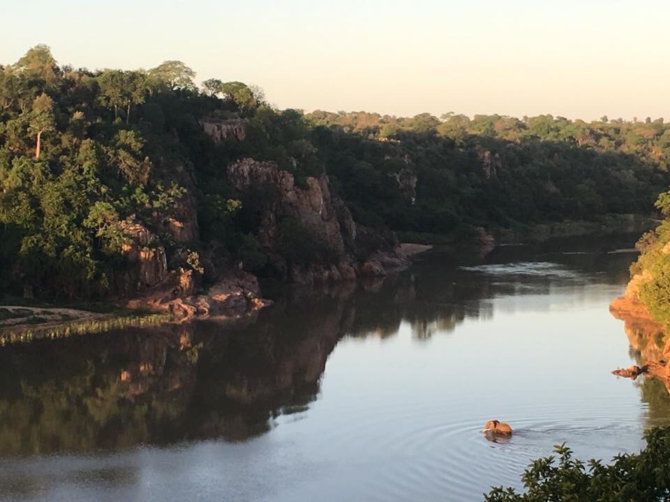 Destination_Zim's tweet photo. Ethereal white Barleria flowers against the rising dawn on the #SaveRiver, and upstream and elephant crossing below the #ChiloGorge #Safari Lodge deck, https://t.co/FRwX1DgR9W  Credit: #LinBarrie #visitZimbabwe https://t.co/JD6ZhllfbH