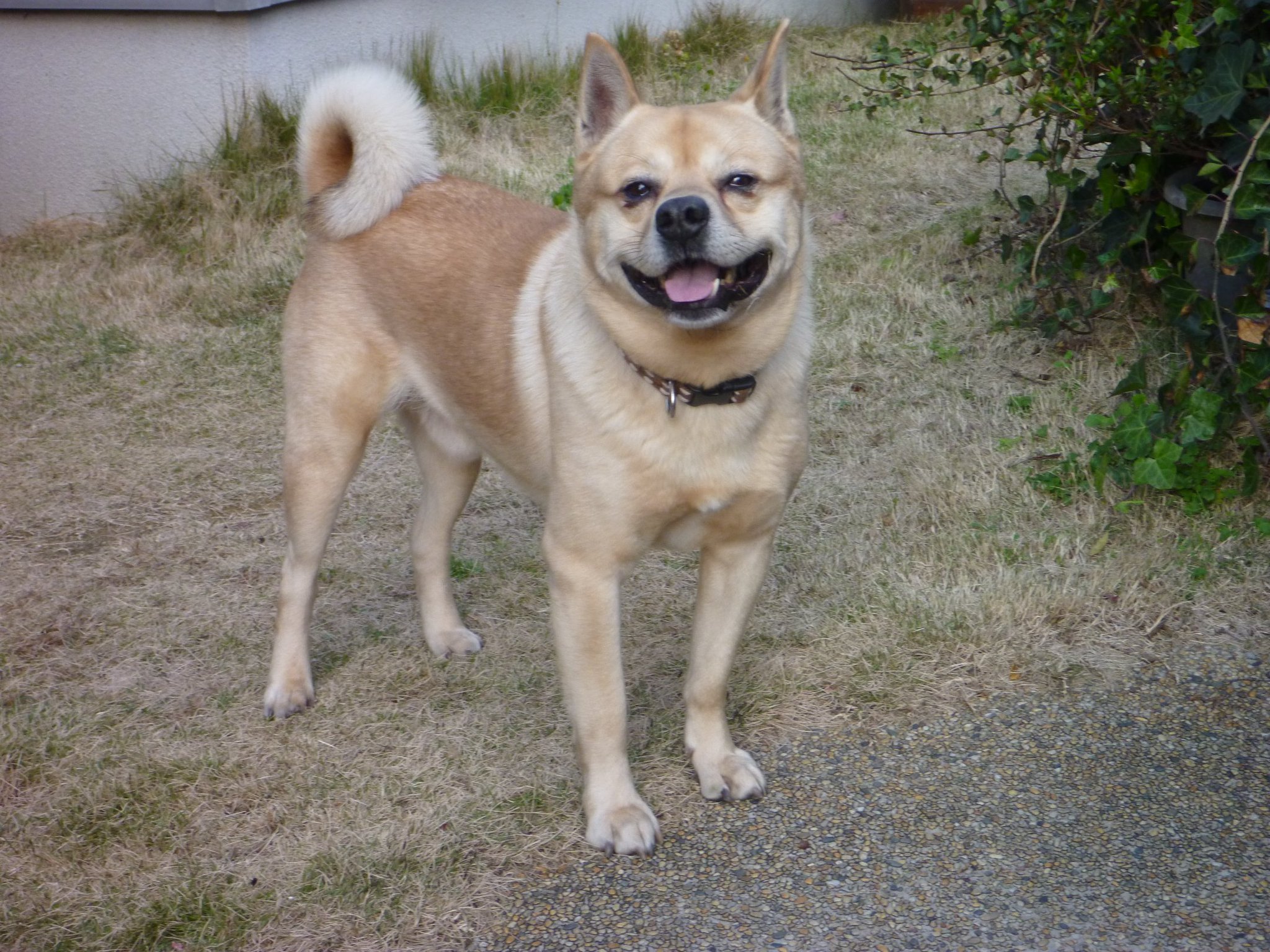 はち Twitterissa 犬恋しい季節なので 前飼っておりました 肥後狼犬 ひごろうけん のコロの写真を載せますね ੭ ੭ また肥後狼犬飼いたいなぁ いまも居るのかなぁ 肥後狼犬 はち Twitterissa 犬恋しい季節なので 前飼っておりました 肥後狼犬 ひごろうけん のコロの写真を載せますね ੭ ੭ また肥後狼犬飼いたいなぁ いまも居るのかなぁ 肥後狼犬