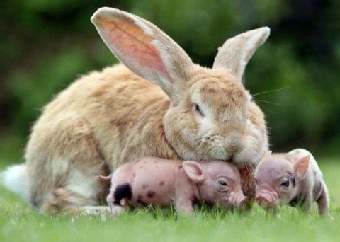 Every bunny wants to be loved ❤ We are all animals, we all feel warmth, coldness, love and pain. Be the kindness. RT if you agree 😘
#BeKind #vegan