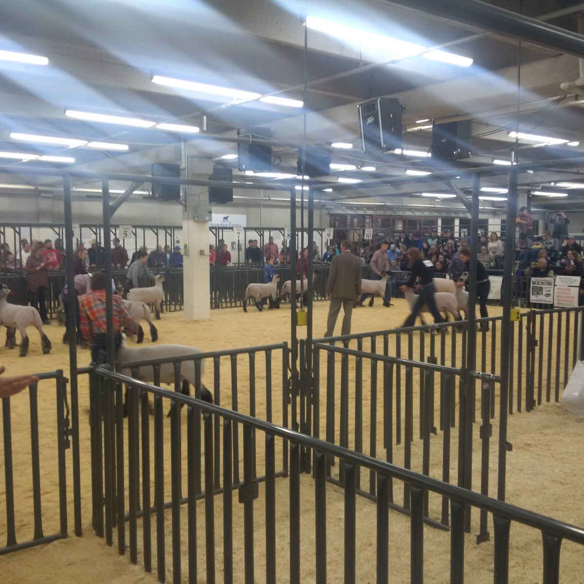 MrBreedingSheep's tweet photo. Standing Room Only for the market lamb show today in Denver https://t.co/CDe54GfoXW