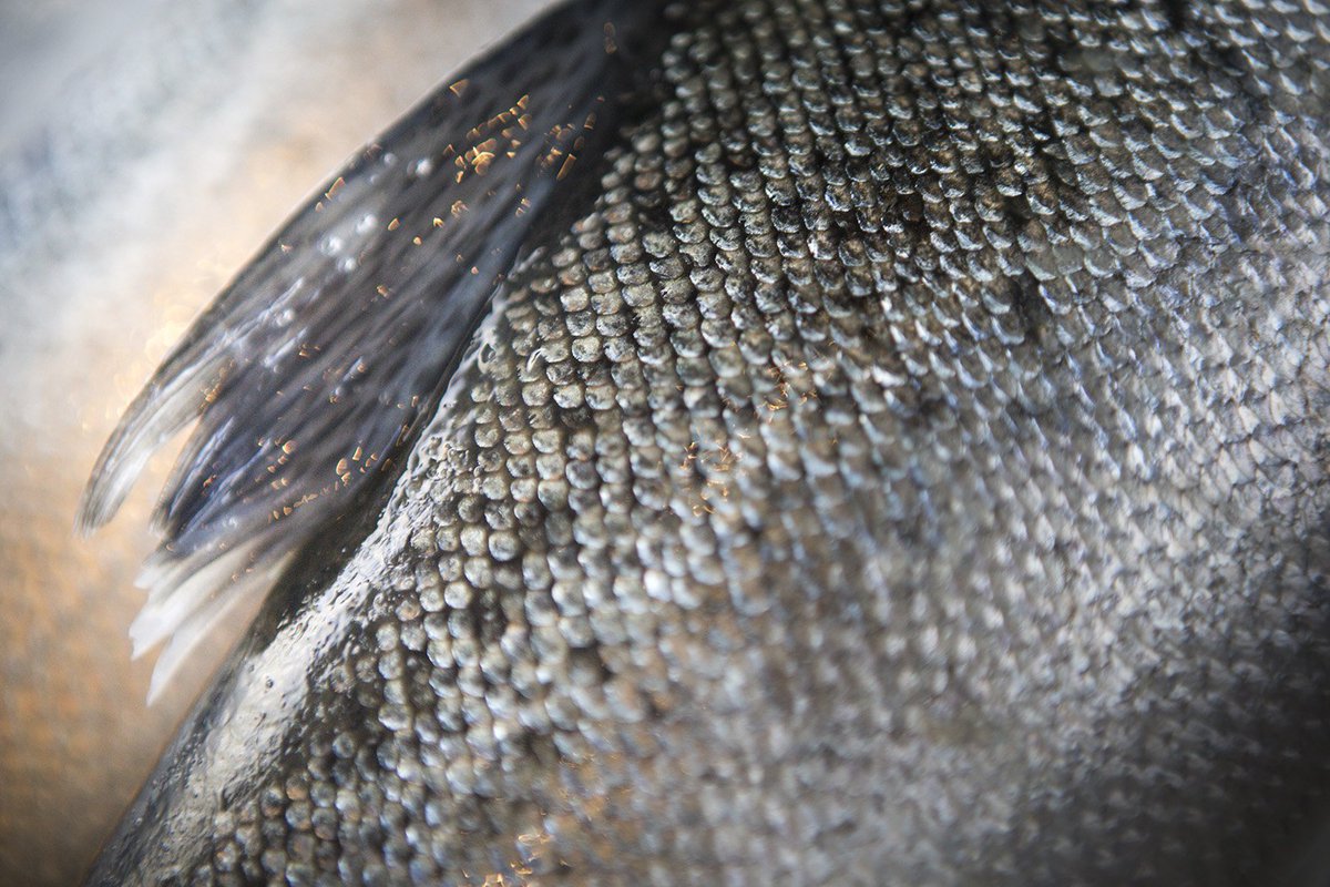 The bright silver skin of an Ōra King salmon is something truly beautiful ✨

#bestofbreed #orakingsalmon #salmon #quality #chef #cheflife #chefstalk #chefstagram #cheftable #gourmet #gourmetfood #cuisine #premium #quality #wagyuofthesea #chefschoice