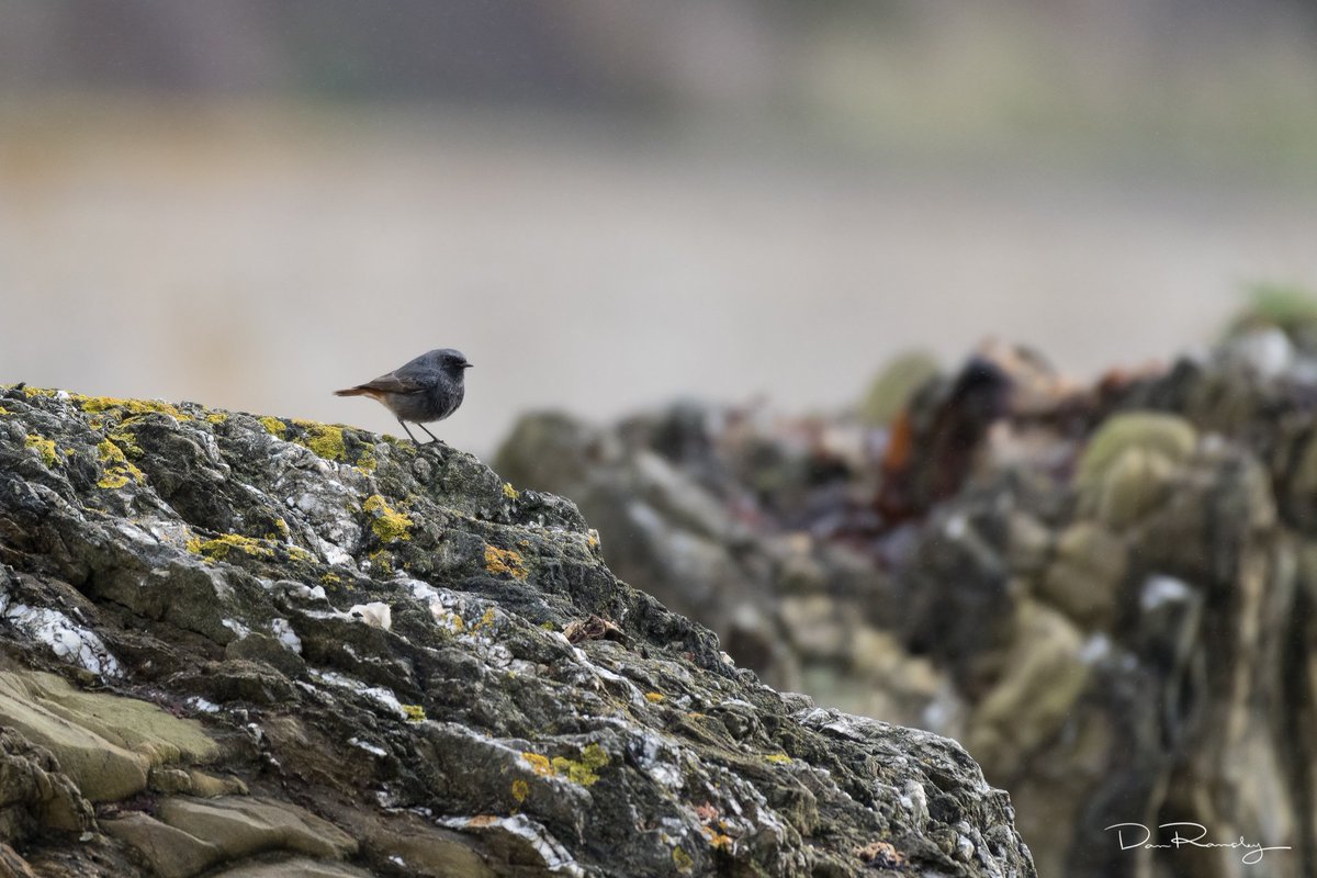 Black Redstart (m.)

#nature #wildlife #photography #birding #ornithology #Falmouth
@bbcearth @bbcspringwatch @btobirds @CwallWildlife @rspb_love_nature @natgeouk @natgeowild @UKNikon