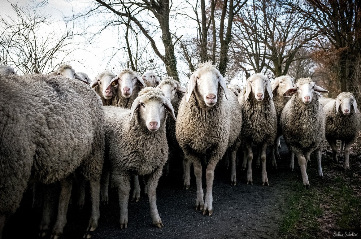 Winter. Wenn sich die Zeit auf dem Rad mit dem Anziehen der Klamotten vorher etwa die Waage hält. Minus 3 Grad. Sonne. Tierischer Gegenverkehr. Wald und Radweg. Und die Nase für 30 KM in den eisigen Wind gehalten. War herrlich! 😊🚴‍♀️ #photography #documentary #ricohgr