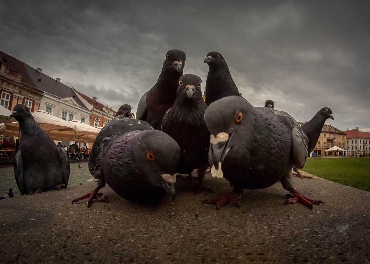 Estas palomas parece que van a sacar el disco de rap mas cabrón del año.