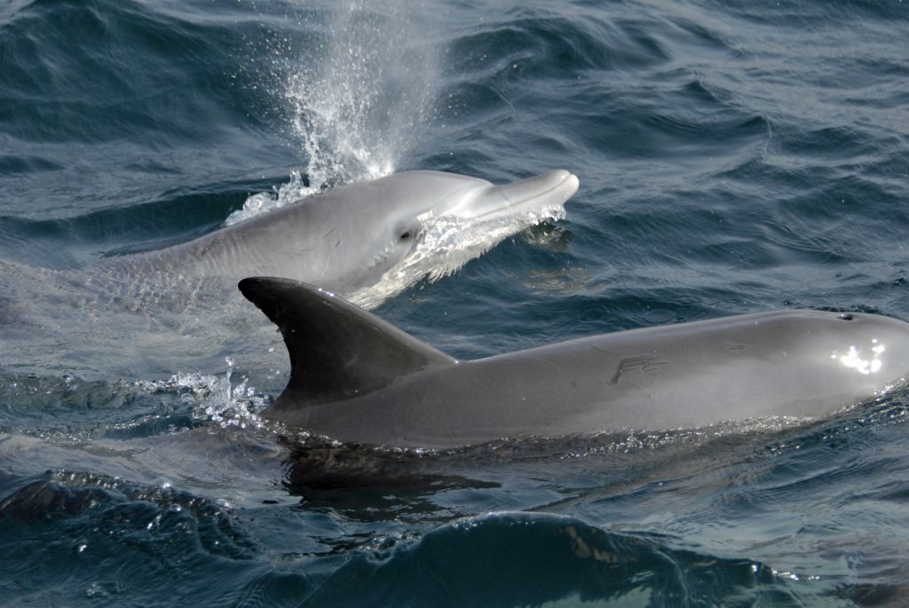 WCS Co-Authored Paper: Cryptic Lineage Differentiation among Indo-Pacific Bottlenose Dolphins (Tursiops Aduncus) In the Northwest Indian Ocean: bit.ly/2Dub1mr - @mothcollins #IndianOcean #Australasia #dolphins