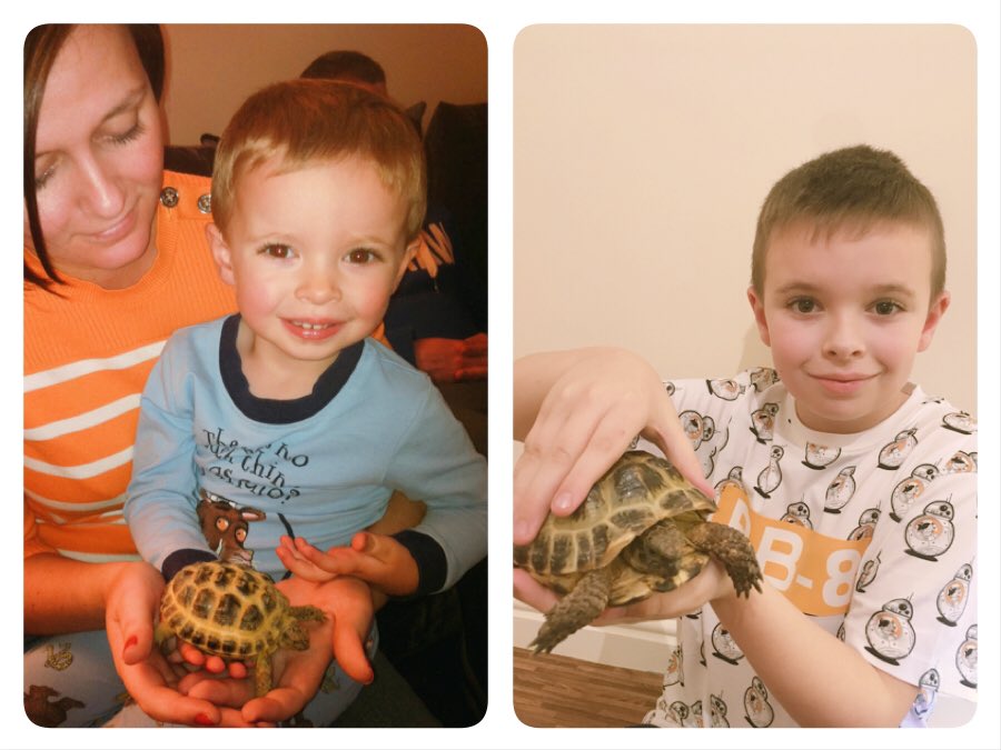 caskill3's tweet photo. Ciaran P5 Wider Learning. Ciaran helping care for his pet tortoise Sheldon 🐢 #BPSHomeLearning @BainsfordPS https://t.co/V2RJy4rCuF
