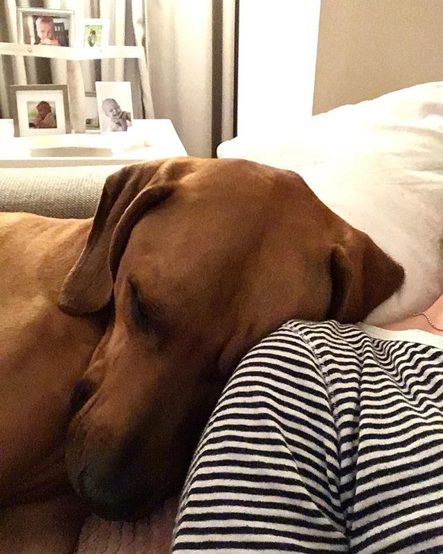 Lazy Sunday evening together with Max on the couch while listening to the beautiful new song “Als de liefde maar blijft winnen” by @stephaniestruijk 💕

#music #singersongwriter #rhodesianridgeback #rhodesianridgebackinstagram #rr #sleepyhead ift.tt/2EFSumK