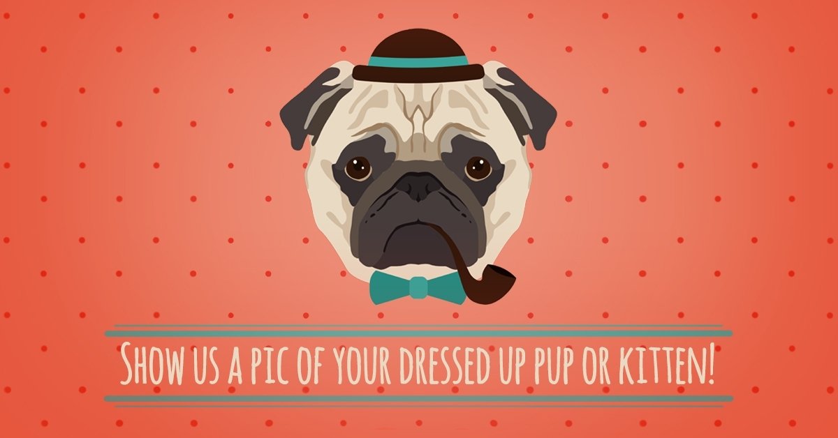 FuccilloChevyGI's tweet photo. Show us a picture of your dressed up pup or kitten?

#NationalDressUpYourPetDay https://t.co/vJ3oIRV4Xc