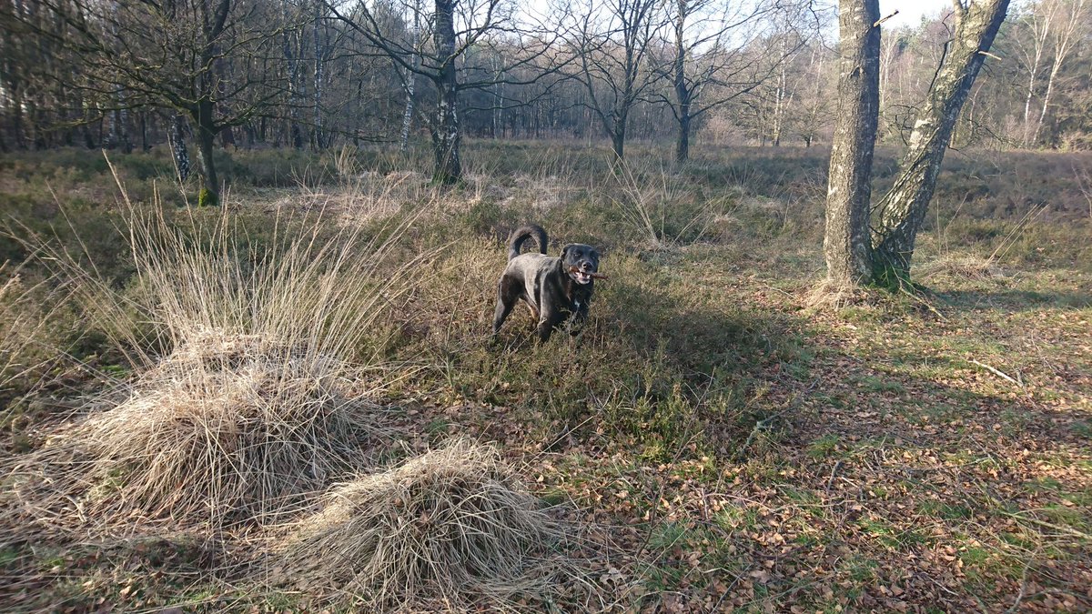 Lekker naar het bos geweest met @Linda_deHaas en <a href="/WodanBlaft/">Wodan</a>