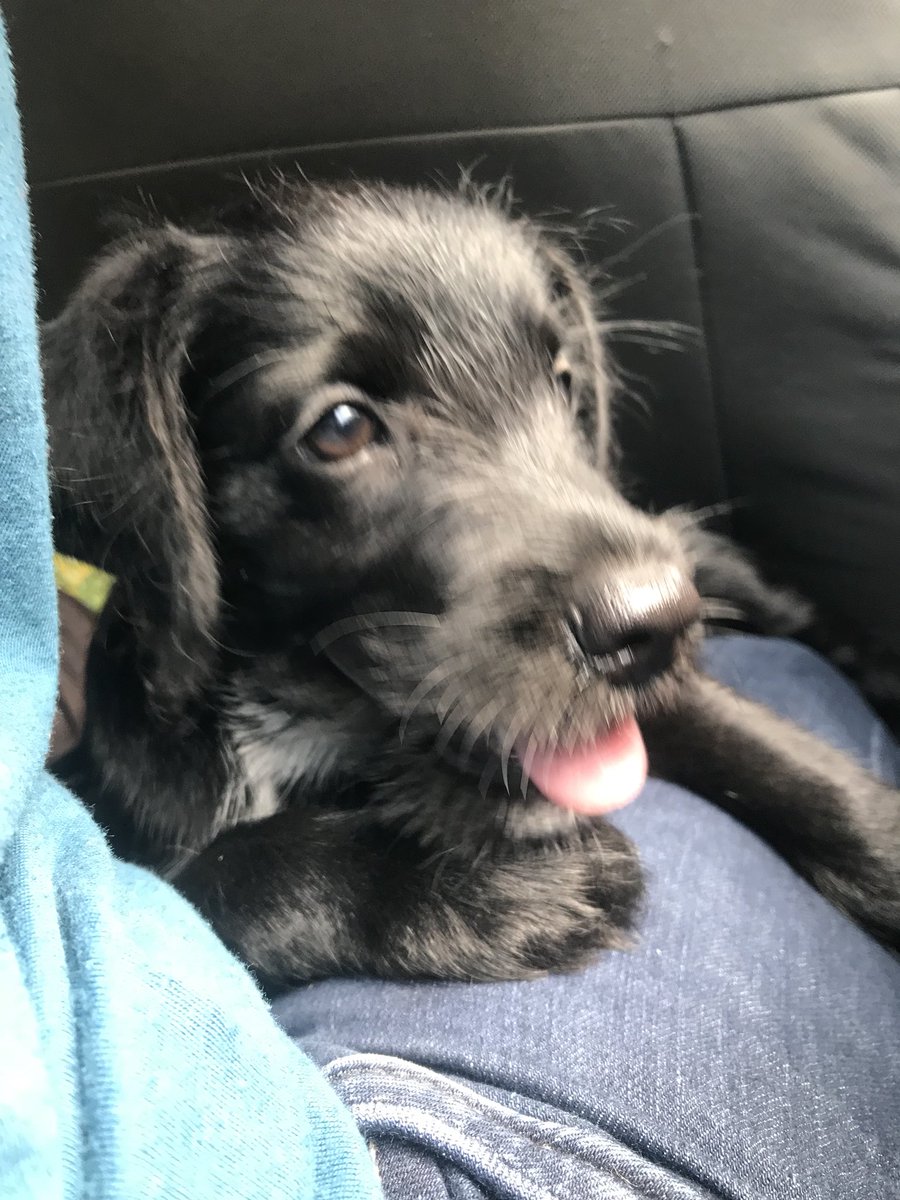 ferrignolau's tweet photo. El siempre será mi brunito, mi angelito , vuela alto mi brunito mambiche, te amo y siempre te recordaré 😭 https://t.co/vgok0Pyodt