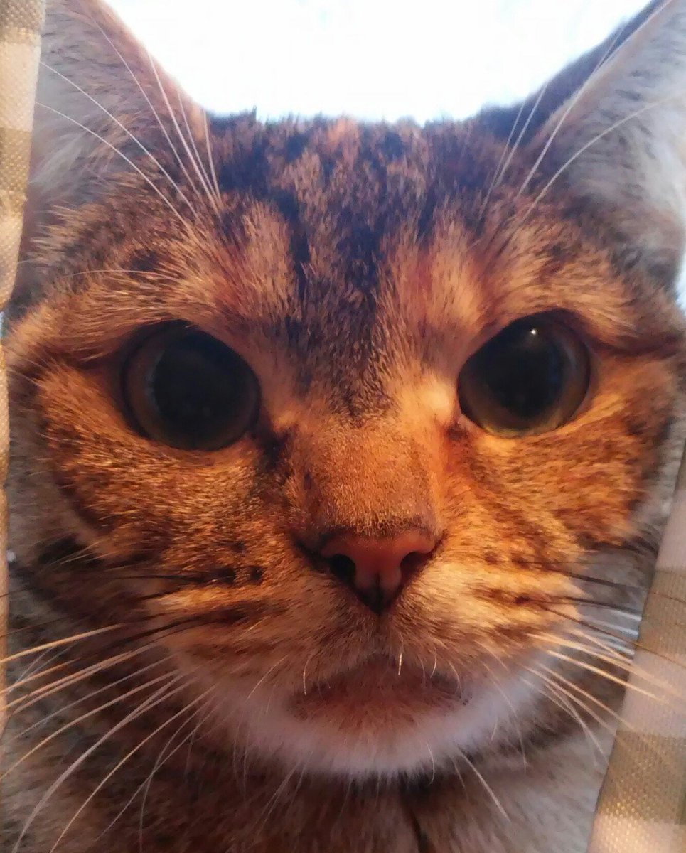 My sister Lilly..she is looking rather puzzeld..she hissed at me on thuesday ..i still rememeber!