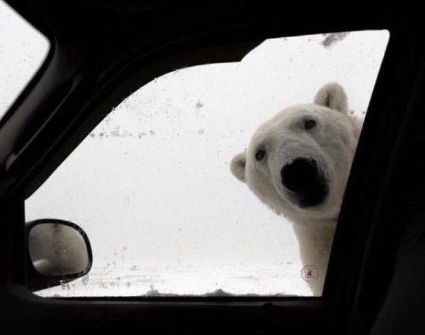 AleRuizDuran's tweet photo. Señor, ¿Tiene usted un momento para hablar del calentamiento global? @NatGeo_la #PensandoEnElPlaneta https://t.co/SqHKYewxLc