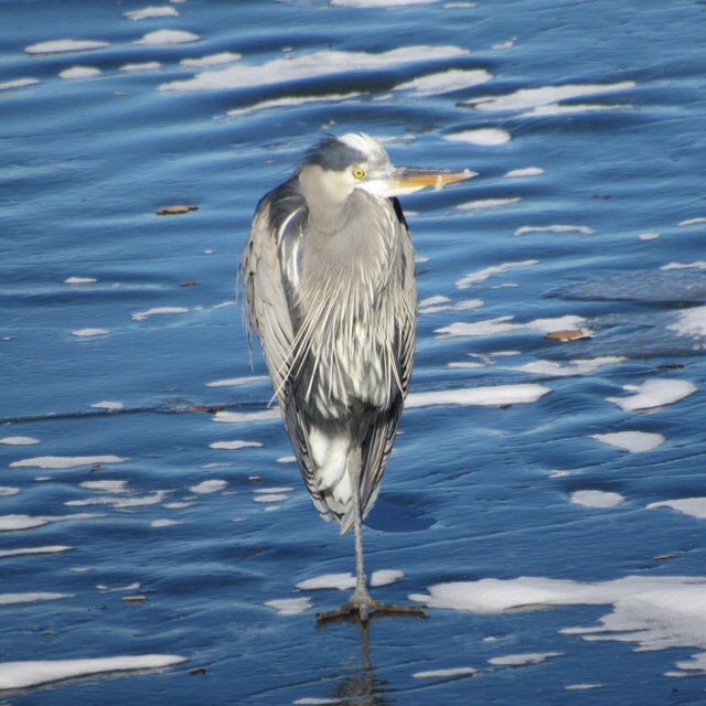 dj4vina's tweet photo. Did my own birding safari on my drive home yesterday. @JamesRAHendry  @BrentLeoSmith https://t.co/GCYmETn66V