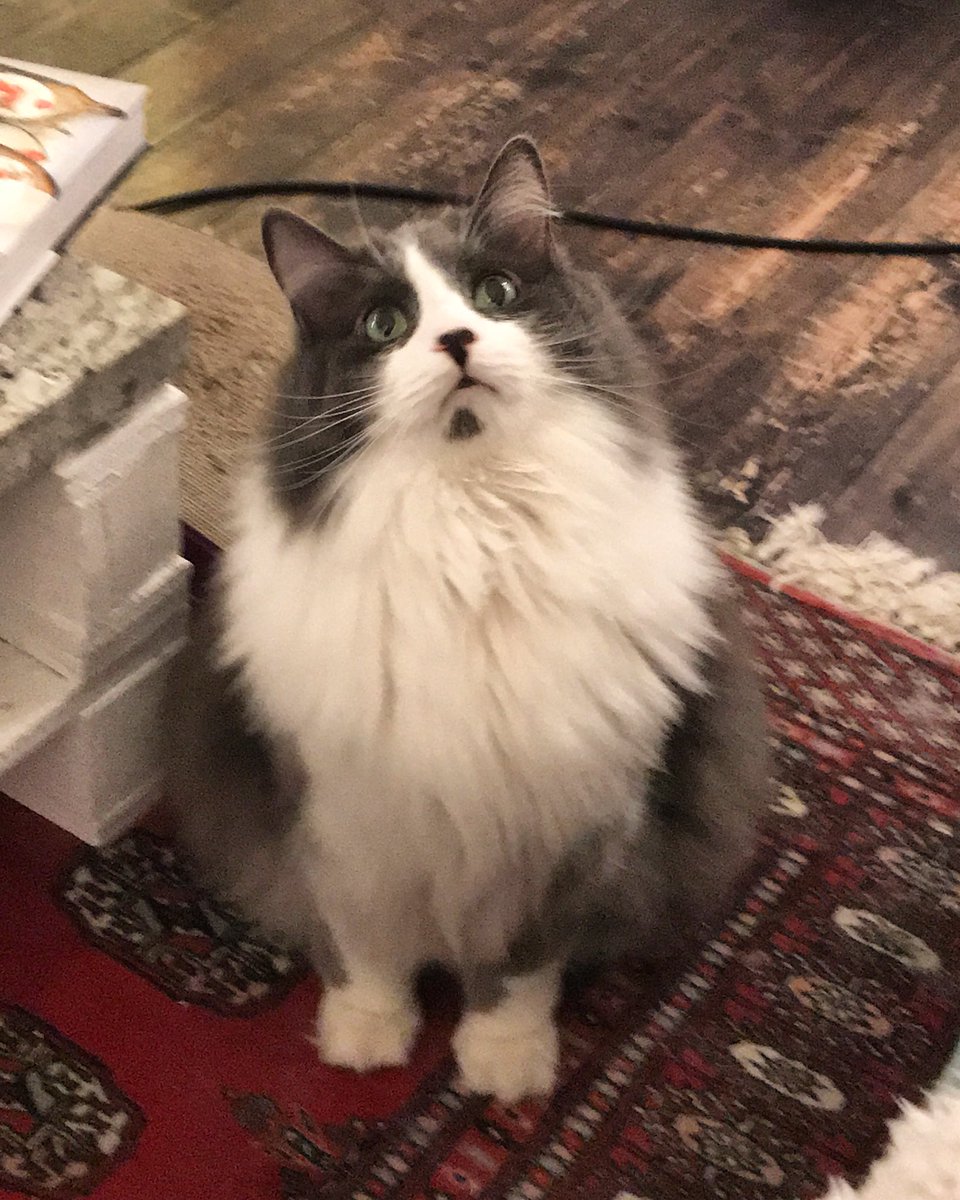 Here’s some Lumpy for you, or as <a href="/brianphillips/">Brian Phillips</a> described him “like a Hershey’s Kiss in a cat costume, yet somehow noble.”