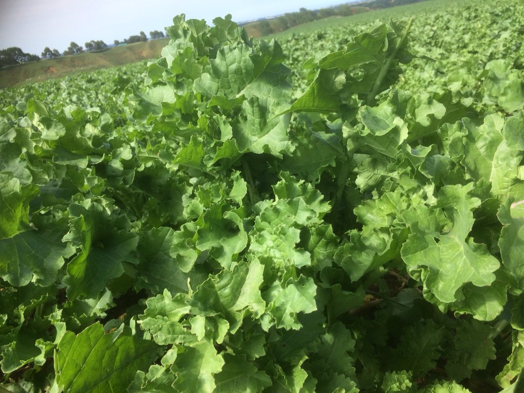 sas_sloan's tweet photo. Two weeks post grazing on #raphano, ready to go again in whanganui!! @olsenagri @kyle_gardyne @mark_evans2000 https://t.co/1Sy45thDm2