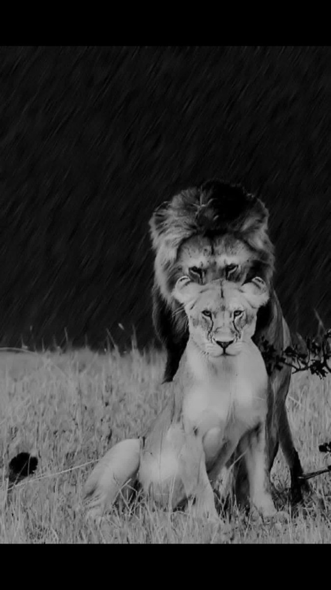 العين لا يمكن أن تعلو علي الحاجب
ذلكَ عن تواضعٍ وليس عن واجب
لانه مهما علا فهو علي أبوابها ليس سوى حاجب
لكنها تعلو علي اللِّحيةِ والشّارِبْ!

#الأسد_هو_فقط_من_يقف_خلف_لبوته 😉

❥❥❥
┊┊⇣
┊⇣
⇣ 

#صوت_الحق_للدعم
#اليك_كلامي