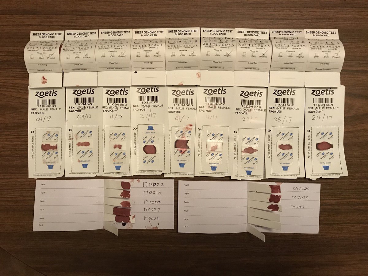 BR_Mansbridge's tweet photo. Blood samples taken yesterday from our leading 2017 drop ram lambs. 3 tests to do - @SheepCRC genotyping test, @LincolnUniNZ gene markers for cold tolerance and footrot tolerance and @Zoetis Loinmax gene marker #sheeptech #geneticgain https://t.co/L2PKhMSbd4