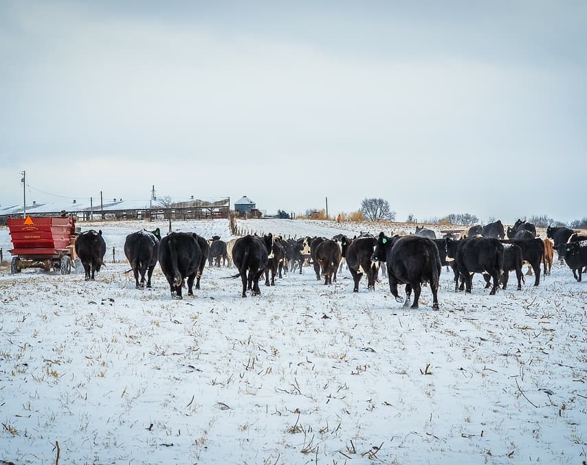 BeefPros's tweet image. Breakfast rush! #iowa #winter18 #cattle #farmers #swIA @IAcattlemen @BeefUSA #farm365 #fremontcounty