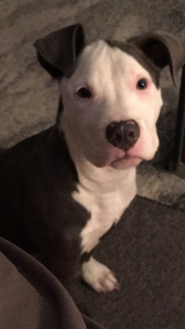#RT to help find this pup. Trip is a bluenose Pitt puppy and went missing around 1 on the 13th. Last seen downtown (union ave)...reward being offered call/text 304-237-0836 with any info