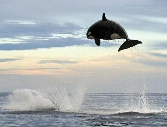 Alejand142604's tweet photo. Orca 🐳 #sunsen18 https://t.co/adihHcljUu