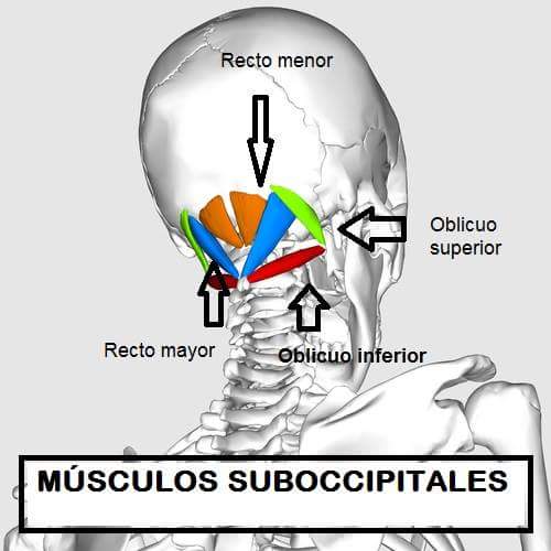 Biomecánica de la columna vertebral Biomecánica de la columna vertebral