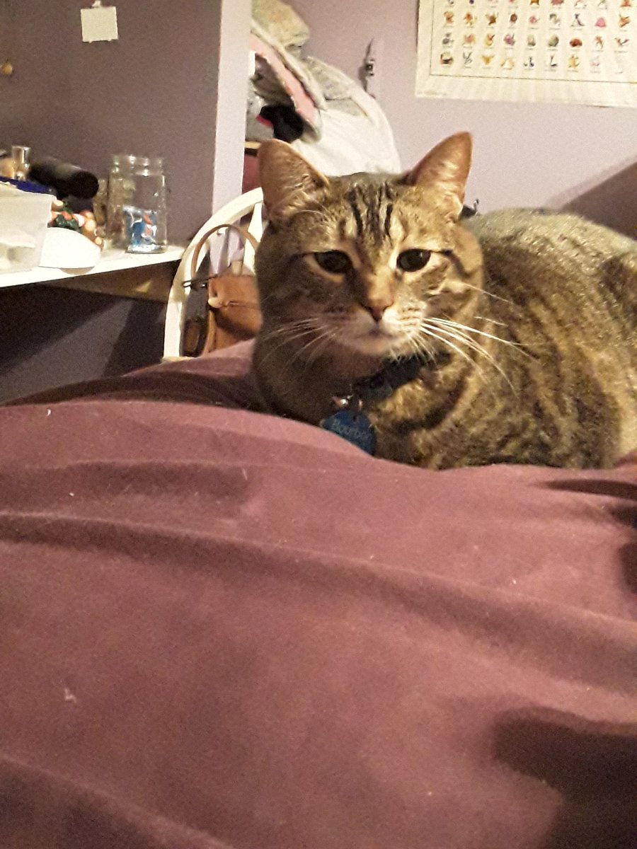 MylenaHorst's tweet photo. Idk why but one of my cats always looks depressed internet meet bourbon. grumpy cats depressed cousin. #cats #cat #cute #CatsOfTwitter #sadboi https://t.co/81xYNodngA