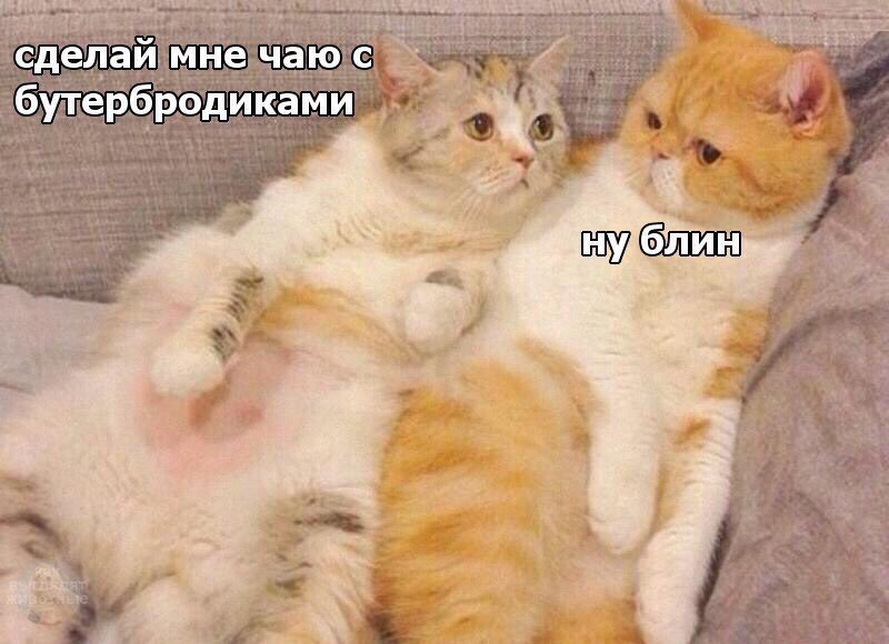 SP_Dreiser's tweet photo. Я и мой дуал в типичной ситуации (да, мы котики ^^) https://t.co/3iADNSOEdJ