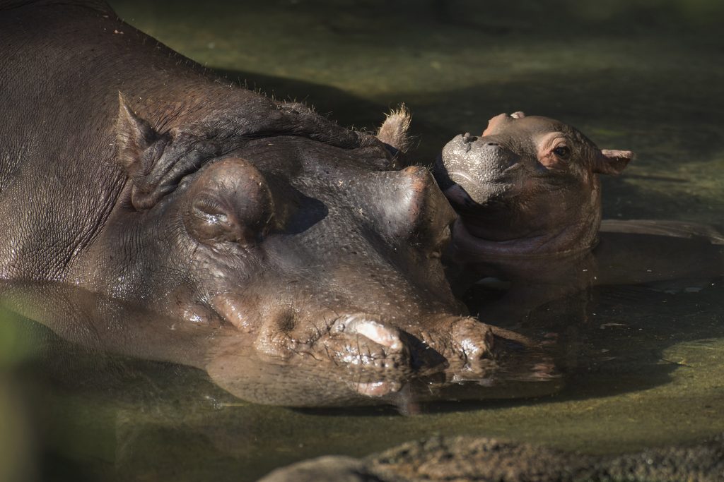 DisneyParks's tweet photo. Disney’s Animal Kingdom is delighted to announce the birth of a Nile hippopotamus, the first hippo born at the park in 13 years: https://t.co/KdrpBeGTYG https://t.co/ujINymt8Qq
