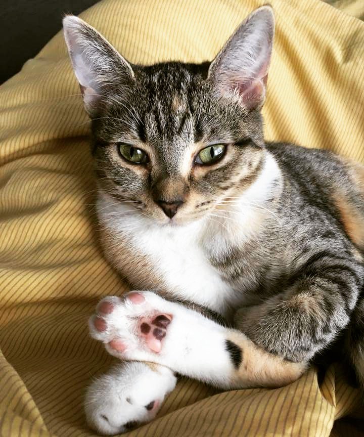 4lyfe_rescue's tweet photo. These Toe Beans need a home.
_______________
#Fannie #Fannie4lyfe #AdoptDontShop #catsofinstagram #kittensofinstagram #fostercatsofinstagram #toebeans #catsofcanberra #patchworkcat #AdoptMe #cute #cats
⬆️ Profile link is in our bio ⬆️ https://t.co/P26SCWHVT3
