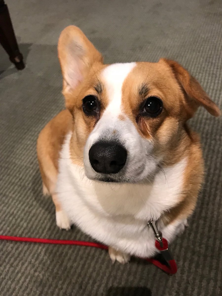 corgi helmet