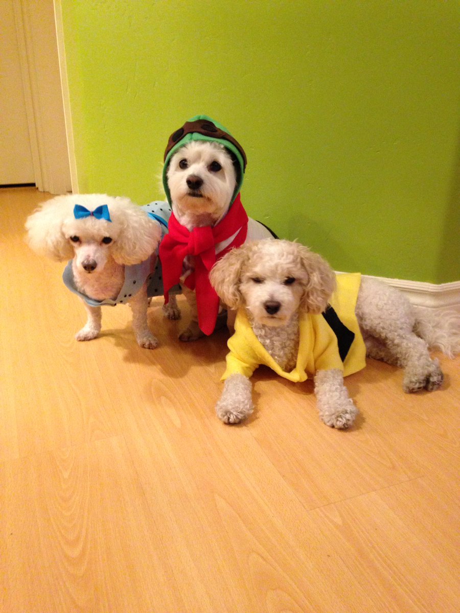 The Puppy Trio dressed up as Peanuts characters today for the 2018 Blessing  of the Animals costume contest. Sweet Pea: Sally Brown, Sammie: Snoopy the  WWI flying ace and Bennie: Charlie Brown